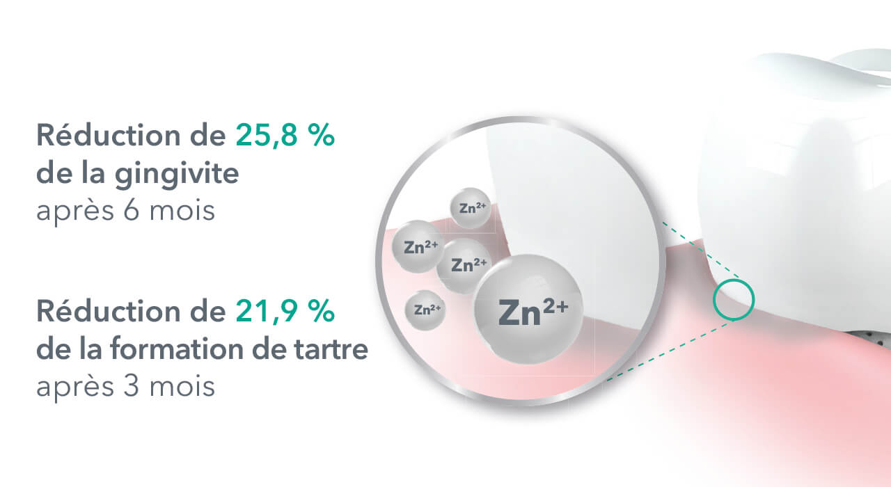 De plus, l'effet antibactérien du zinc contenu dans le dentifrice elmex® SENSITIVE PROFESSIONAL RÉPARE & PRÉVIENT contribue à prévenir la récession gingivale5,6